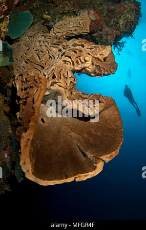 Un subacqueo guarda al Salvador Dali spugna (Petrosia lignosa) che solo grws con questo intricato superficie di vorticazione pattern in acque Gorontalo, Sula Foto Stock