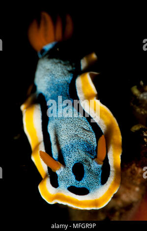 Anna's chromodoris: Chromodoris annae nudibranch sea slug, Aljui Bay, Raja Ampat, Indonesia Foto Stock