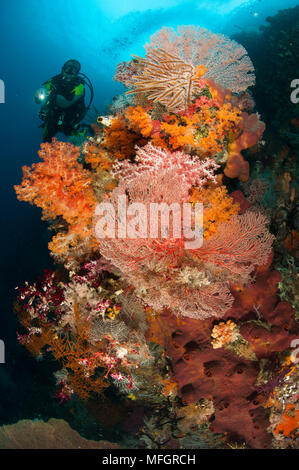 Un subacqueo si avvicina colorati coralli molli (Dendronephthya sp.) e appassionati di mare sulle splendide scogliere del sud Raja Ampat, Papua occidentale, in Indonesia Foto Stock