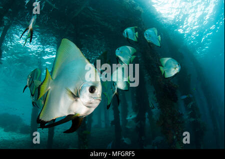 Golden spadefish (Platax boersii) raccogliere sotto Arborek Jetty, Dampier Strait Raja Ampat, Indonesia Foto Stock