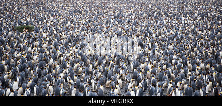 Il grande re Penguin (Aptenodytes patagonicus) Colonia a Salisbury Plain, Georgia del Sud Foto Stock