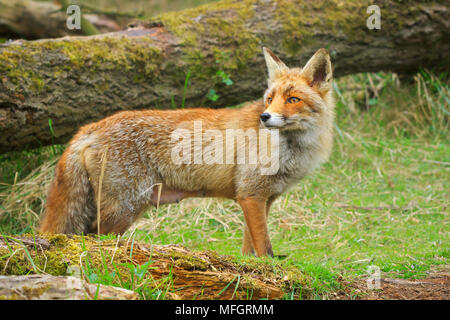 Vista laterale di un selvaggio rosso giovane volpe (vulpes vulpes) vixen lavaggio in una foresta Foto Stock