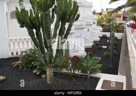 I cactus'palme'alberi'fiori"boccole'fotografie di varie piante di cactus presi in Tenerife " Isole Canarie. Foto Stock