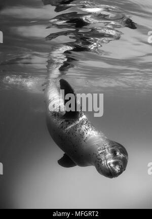 Corpo pieno in prospettiva di una guarnizione di tenuta di Leopard (Hydrurga leptonyx) durante un incontro ravvicinato a isola astrolabio, Antartide Foto Stock