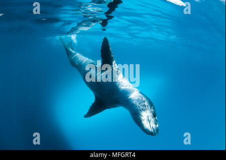 Corpo pieno in prospettiva di una guarnizione di tenuta di Leopard (Hydrurga leptonyx) durante un incontro ravvicinato a isola astrolabio, Antartide Foto Stock