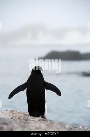 Pinguini Chinstrap (Pygoscelis antarcticus), vista posteriore che si affaccia su un paesaggio antartico, Gourdin Isola, Antartide Foto Stock