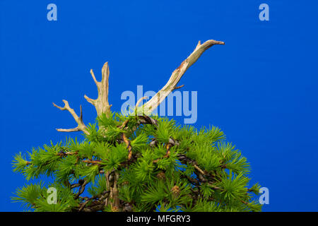 Larice giapponese Bonsai in formazione in Irlanda del Nord. Larix Kaempferi. Completamente cablato in primavera 2018 in una profonda non smaltate Vaso rettangolare Foto Stock