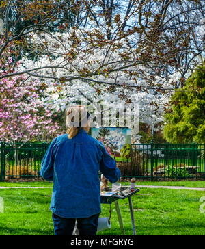 Donna pittura alberi in fiore in un giardino della molla nel Missouri Foto Stock