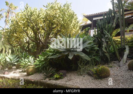 I cactus'palme'alberi'fiori"boccole'fotografie di varie piante di cactus presi in Tenerife " Isole Canarie. Foto Stock