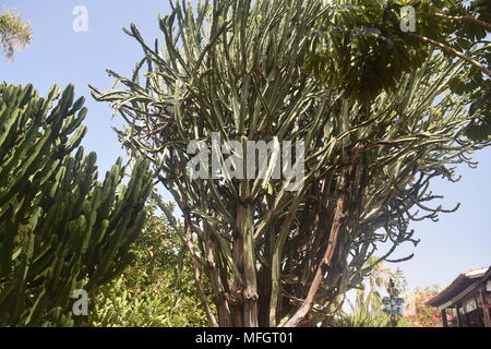 I cactus'palme'alberi'fiori"boccole'fotografie di varie piante di cactus presi in Tenerife " Isole Canarie. Foto Stock