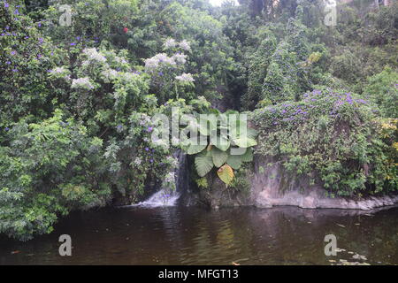 I cactus'palme'alberi'fiori"boccole'fotografie di varie piante di cactus presi in Tenerife " Isole Canarie. Foto Stock