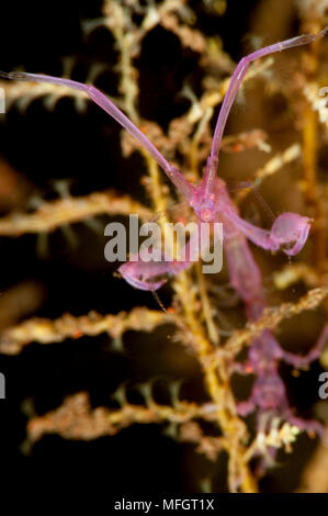 Viola varietà di gamberi scheletro: Caprella sp. Tulamben, Bali Foto Stock