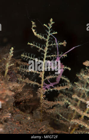 Viola varietà di gamberi scheletro: Caprella sp. Tulamben, Bali Foto Stock