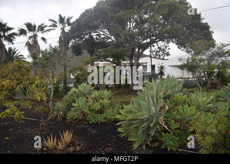I cactus'palme'alberi'fiori"boccole'fotografie di varie piante di cactus presi in Tenerife " Isole Canarie. Foto Stock
