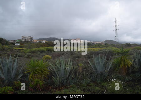 I cactus'palme'alberi'fiori"boccole'fotografie di varie piante di cactus presi in Tenerife " Isole Canarie. Foto Stock