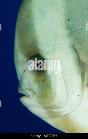Spadefish longfin: Platax teira aka longfin batfish, lato a vista del viso, Tulamben, Bali Foto Stock