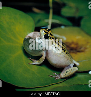 Dipinto di rana REED chiamando Hyperolius marmoratus Foto Stock