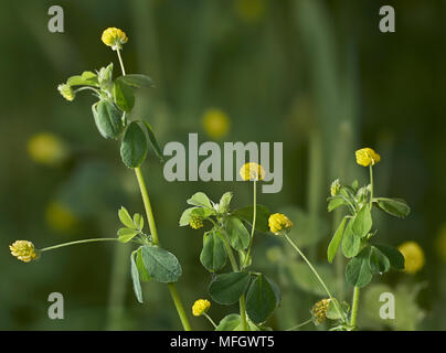 Minore (trifoglio Trifolium dubium) Sussex, Inghilterra Foto Stock