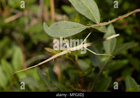 STICK insetto (Bacillus rossius) Menorca Foto Stock