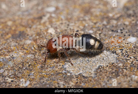 VELVET ANT (Mutillidae) Menorca (tristemente famoso per la loro dolorosa sting e nonostante il suo nome questo è un tipo di vespa) Foto Stock