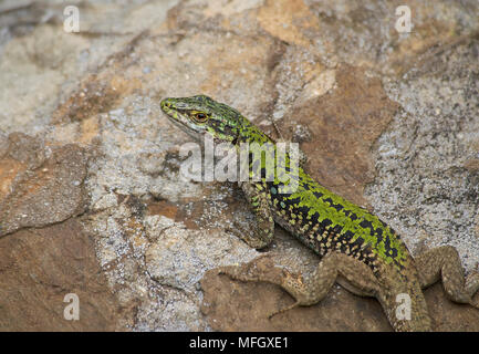 Unione lucertola muraiola (Podarcis muralis) Menorca Foto Stock