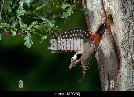 Picchio rosso maggiore Dendrocopos major in volo lasciando il foro di nido in quercia Foto Stock