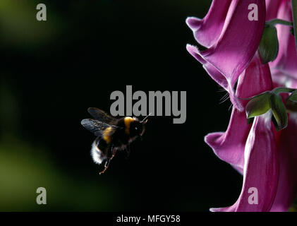 BUMBLEBEE in volo Bombus sp. avvicinamento Foxglove flower Foto Stock