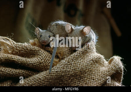 HOUSE MOUSE Mus musculus tre ragazzi su saccheggi Foto Stock