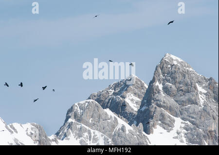 Il Gracchio alpino o gracchio Yellow-Billed, (Pyrrhocorax graculus),in volo, Baviera, tedesco e Alpi austriache Foto Stock