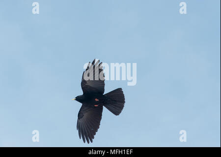 Una coppia di gracchio alpino o Yellow-Billed gracchio corallino, (Pyrrhocorax graculus), in Baviera, Alpi tedesche Foto Stock