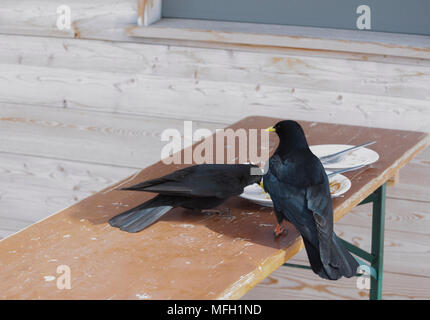 Una coppia di gracchio alpino o Yellow-Billed gracchio corallino, (Pyrrhocorax graculus), si nutrono di residui di alimenti in una stazione sciistica, Baviera, in tedesco e in Alpi austriache Foto Stock