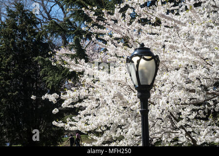 Lampione e fiorito albero a Central Park, New York, Stati Uniti d'America Foto Stock