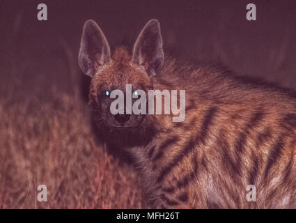 Indian Striped iena, (Hyaena hyaena), di notte, Velavadar National Park, Gujarat, India Foto Stock