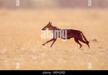 Femmina lupo indiano,Canis indica formalmente Canis lupus pallipes, correndo attraverso pianure erbose, Blackbuck National Park, Velavadar,Gujarat, India Foto Stock