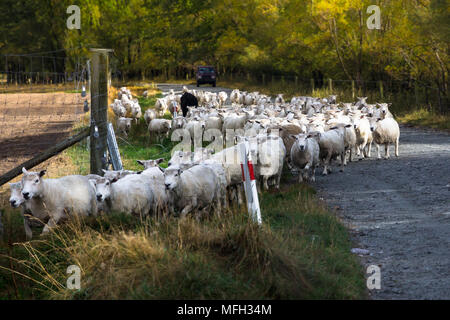 Gregge di recente tagliata pecore essendo herded giù un rurale, strada di ghiaia sull'Isola Sud della Nuova Zelanda. Foto Stock