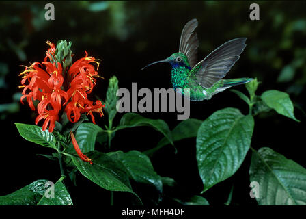 Vini spumanti viola-orecchio HUMMINGBIRD Colibri coruscans in volo verso il fiore Foto Stock