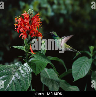 Vini spumanti viola-orecchio HUMMINGBIRD Colibri coruscans in volo, sorseggiando il nettare Foto Stock