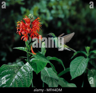 Vini spumanti viola-orecchio HUMMINGBIRD Colibri coruscans in volo, sorseggiando il nettare Foto Stock