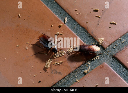 AMERICAN scarafaggio Periplaneta americana di mangiare le briciole sul pavimento piastrellato Foto Stock