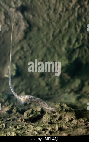 HOVERFLY LARVA o Rat-tailed verme Eristalis sp. subacquei con tubo di respirazione Foto Stock