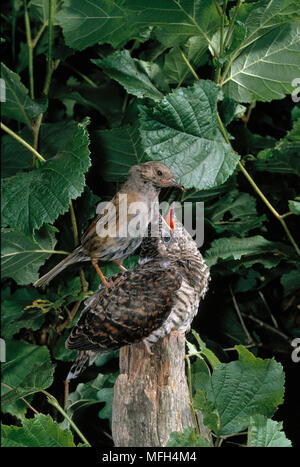 Giovane cuculo Cuculus canorus appollaiato sul post essendo alimentato da dunnock genitore adottivo Foto Stock