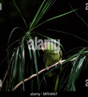 Verde-CHEEKED AMAZON PARROT (Amazona viridigenalis) originario del Sud America. Foto Stock