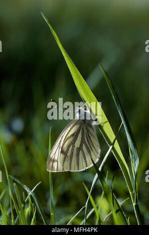 Verde-BIANCO VENATO BUTTERFLY Sarcococca napi a riposo sulla lama di erba Foto Stock