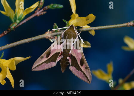 HAWKMOTH EUFORBIA sulla coltivazione Celerio euphorbiae Foto Stock