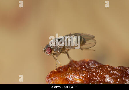 Mosca della frutta su frutta Drosophila sp. Foto Stock