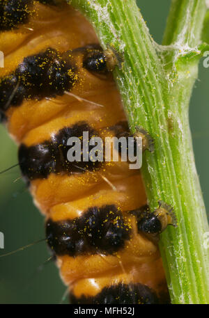 Il cinabro MOTH larva Tyria jacobaeae mostra false piedi. Larva presenta una colorazione di avvertimento ed è velenoso Foto Stock