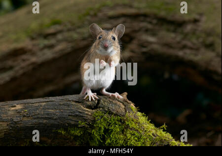 Giallo-MOUSE A COLLO ALTO Apodemus flavicollis Foto Stock