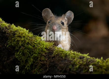 Giallo-MOUSE A COLLO ALTO Apodemus flavicollis Foto Stock