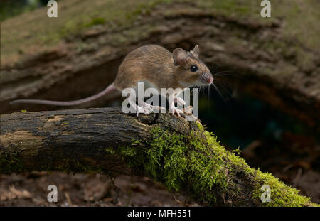 Giallo-MOUSE A COLLO ALTO Apodemus flavicollis Foto Stock