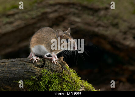 Giallo-MOUSE A COLLO ALTO Apodemus flavicollis Foto Stock